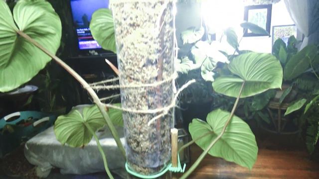 New Moss Pole For Philodendron Mamie смотреть онлайн