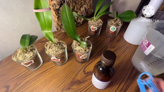 #орхоколлаборация от компании #орхорай, Шестая серия, новинка для реанимации орхидей 🤔🌸#orchid