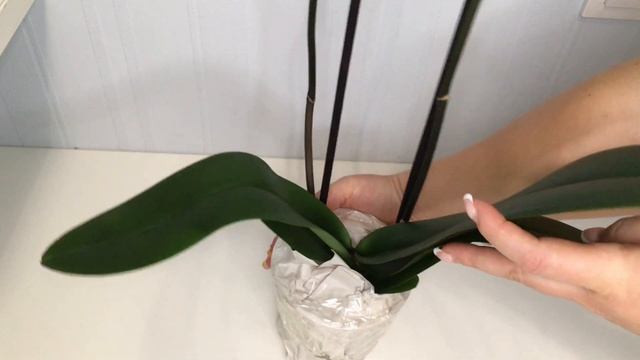 Распаковка посылки с орхидеей-бабочкой! Орхидея Пескара. Phal. Pescara.