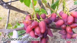 Обзор виноградника 2022 года. Часть 1. Беларусь (ГФ Зоренька, Гран при, Сказка, Изюмский мускат...)