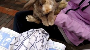 Ринит у кроликов. Лечение насморка у кролика.