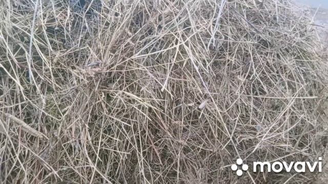 Наконец то привезли сено! Помощников моих забирают в армию. смотреть онлайн
