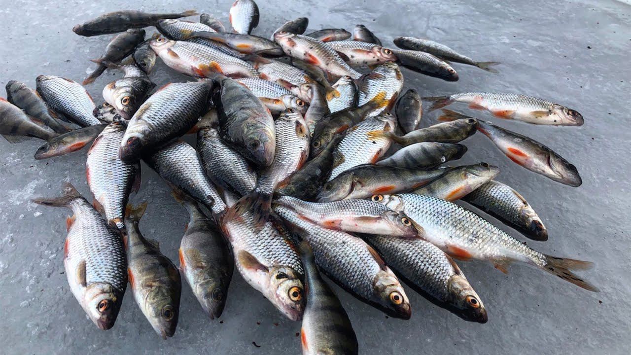 Наловили МНОГО ПЛОТВЫ на реке В ГЛУХОЗИМЬЕ НА ЧЕРТА смотреть онлайн