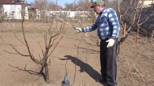 В гостях у агронома. Как и чем опрыскивать плодовые  деревья весной.