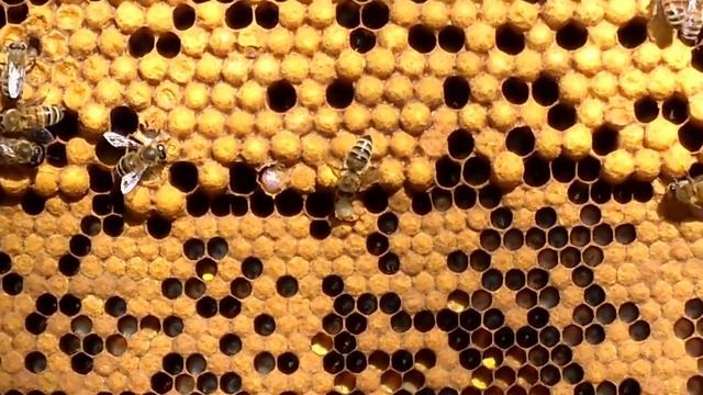 Трутень - А ты кто такой? смотреть онлайн