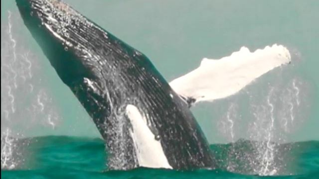 ГОРБАТЫЕ КИТЫ смотреть онлайн