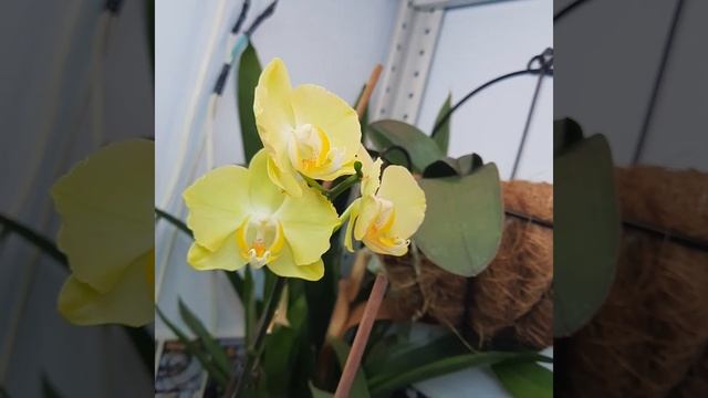 Орхидеи в ванной комнате/ 30 июня 2022г. смотреть онлайн