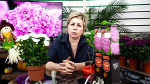 Ремонтантные гортензии ? YOU AND ME TOGETHER ? Как правильно выбрать саженец?