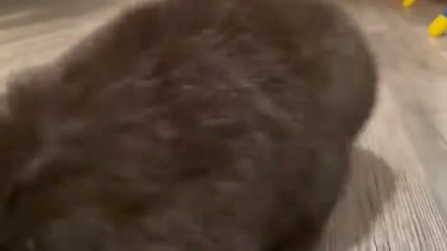 Кролик черный. Ноябрь.2021. смотреть онлайн