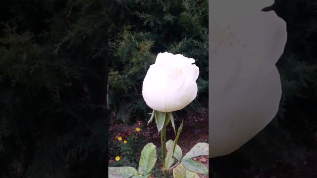Добрый день! Счастья Вам и здоровья! смотреть онлайн
