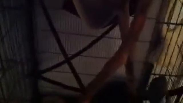 Ryan Hayashi's Sugar Gliders Run Amazing Ninja Obstacle Course смотреть онлайн