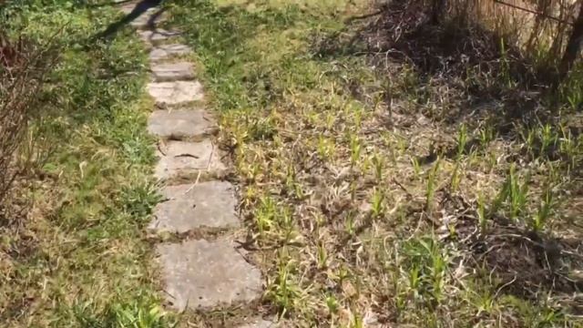 Посадка девичьего винограда, трава после обработки средством от сорняков, новая газонокосилка) смотреть онлайн