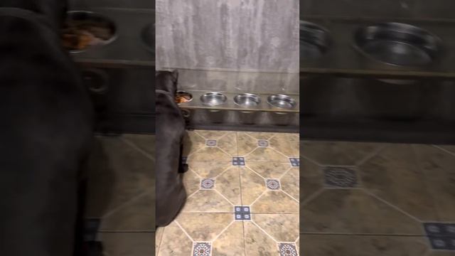 Ужин❤️#tttt #cane #canecorso #канекорсо #canecorsoitaliano #канекорсоитальяно