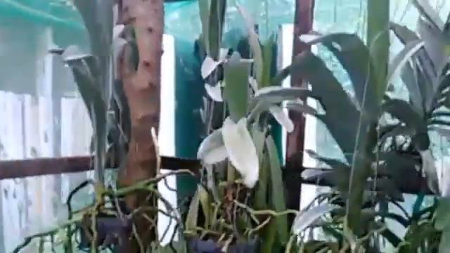 NEW VLOGS FOR 2020 NEW PLANTS EPISCIA CLERODENDRUM AGGRESSIVE FEEDING AND MORE