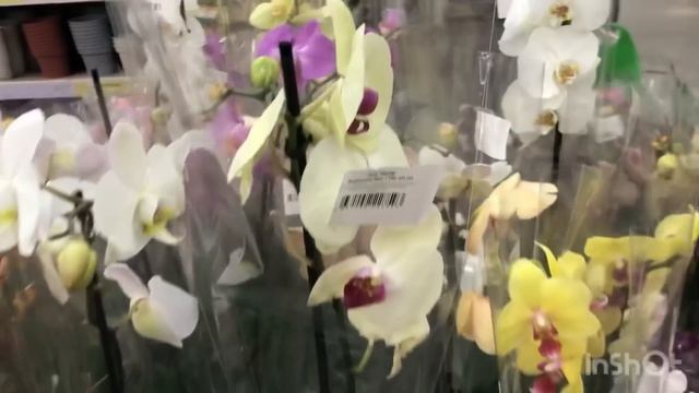 Сортовые орхидеи в Леруа Мерлен Самара Мега 05.09.23 Фронтера, Каода, Минск, Аркс Рей смотреть онлайн