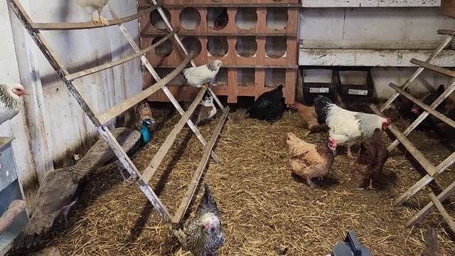 БЕГУ КОРМИТЬ ХОЗЯЙСТВО / МОЯ МАЛЕНЬКАЯ ФЕРМА ? смотреть онлайн