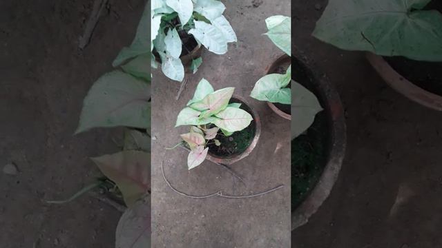 289# How to grow SYNGONIUM PLANT/ ARROW HEAD PLANT смотреть онлайн