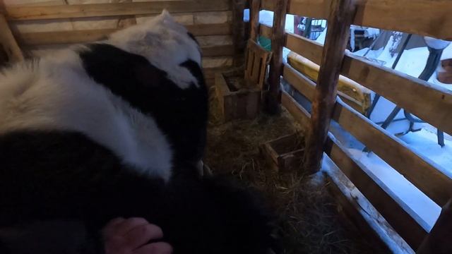 1 ЯНВАРЯ \ КАТАЕМСЯ НА СНЕГОХОДЕ \ РЫБАЧИМ смотреть онлайн