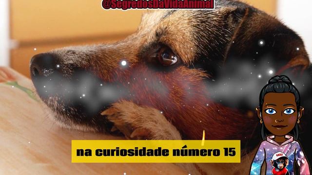 Jack Russell Terrier: 27 curiosidades surpreendentes sobre esse cão de caça! смотреть онлайн