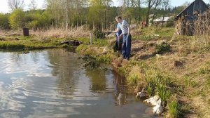 Как подготовить свой пруд к нересту рыбы. Строим пруд в деревне часть 23.