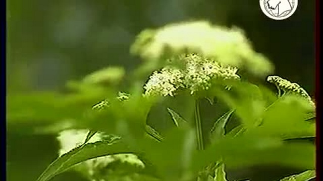 Груминг Бобтейла