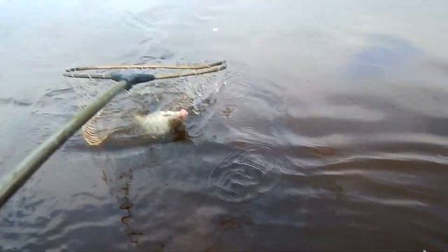 Припять. Конковичи. Рыбалка на фидер. смотреть онлайн