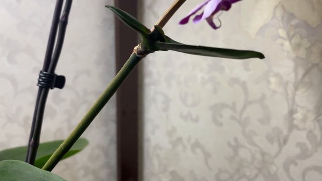 Заботливая мать))) смотреть онлайн