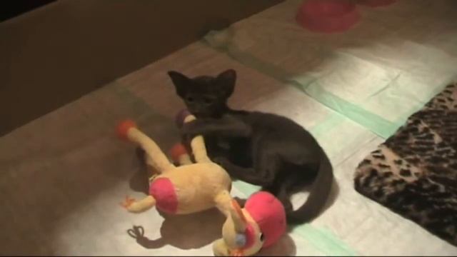 Conor&Fiona кошка cat havana brown oriental смотреть онлайн