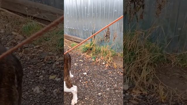 Приют для животных. Самара. смотреть онлайн