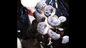 What is the white stuff on oyster mushrooms. Болезни вешенки - наросты на шляпке как белая манка.