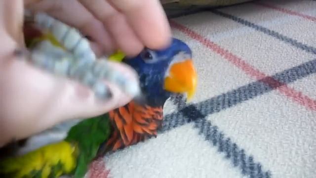 Смешной попугай :) смотреть онлайн