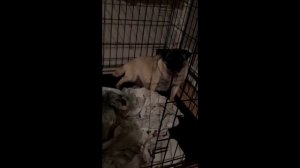 Роды Мопса!!!