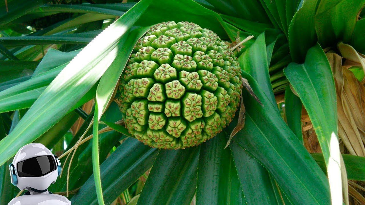 10 САМЫХ НЕОБЫЧНЫХ ЭКЗОТИЧЕСКИХ ФРУКТОВ, которые стоит попробовать смотреть онлайн