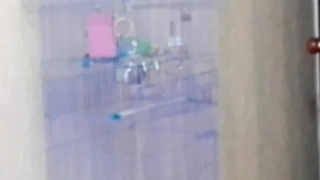 Ну и попкгаи смотреть онлайн