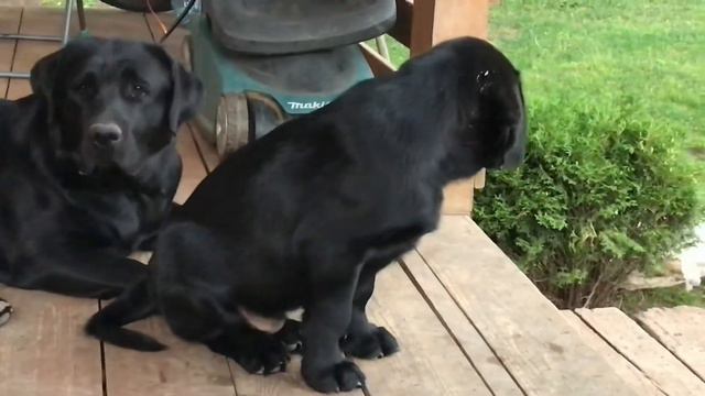 Бонталисс Реми 2,5 месяца. Щенок лабрадора