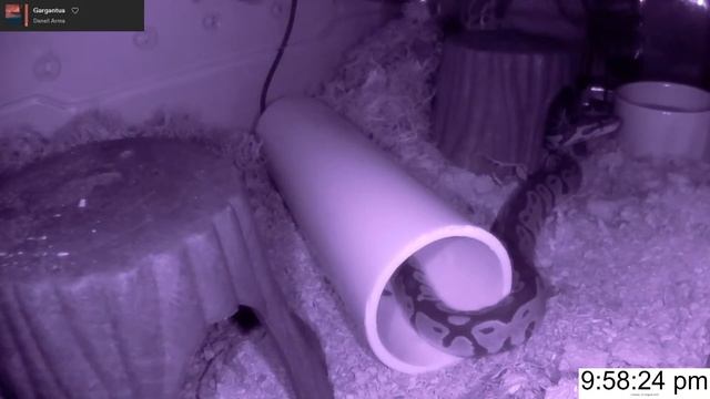 Ball Python - Night Vision смотреть онлайн