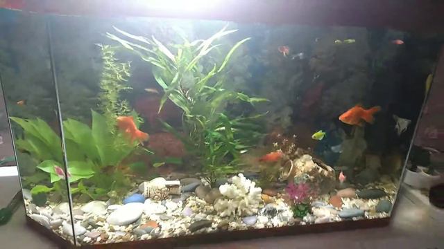 Собрал аквариум на 150 литров за 3000 тысячи рублей смотреть онлайн