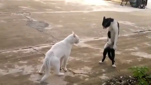 купить в твери смотреть онлайн