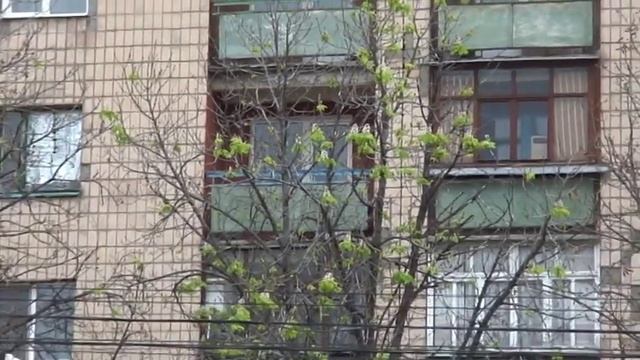 КАШТАНЫ ЦВЕТУТ В КРАСНОДОНЕ! 06.10.2010 г. смотреть онлайн