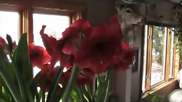 Amaryllis by Morning.mpg смотреть онлайн
