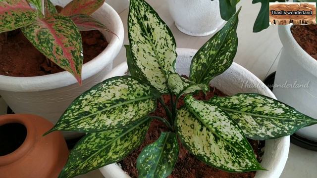 How to grow Aglaonema plants / അഗ്ലോണേമ പരിചരണം... смотреть онлайн