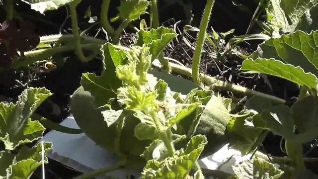 Выращивание привитых дынь смотреть онлайн