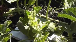 Выращивание привитых дынь