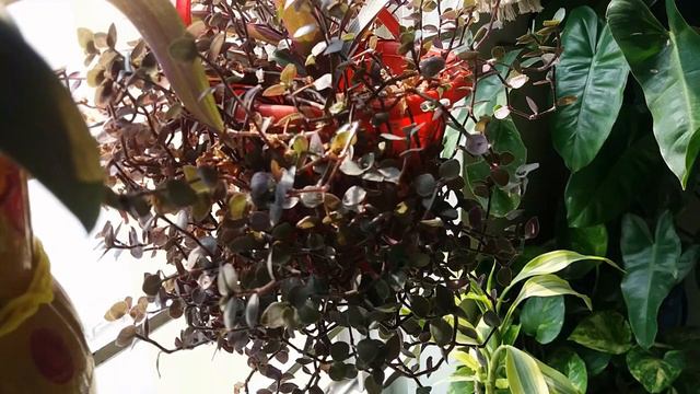 Bolivian Turtle Vine Plant grow & caring tips смотреть онлайн