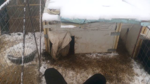 Холодное содержание вьетнамских вислобрюхих свиней. смотреть онлайн