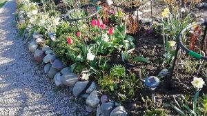 Сложный миксбордер в начале мая. Подбор растений