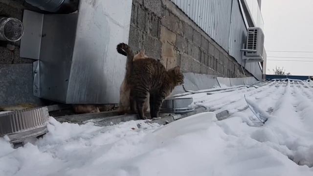 Дикий кот ходит на трех лапах, удастя ли его поймать.. #helpanimals смотреть онлайн