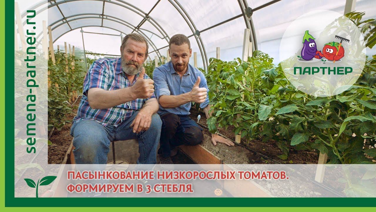 Пасынкование низкорослых томатов. Формировка в 3 стебля. смотреть онлайн