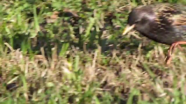 Canon Sx30 Is. Starling. Скворец