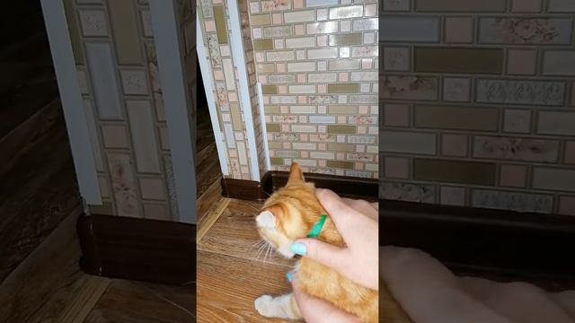 "Обои для котов" ? или как сделать так, что бы котик потерял интерес к косякам? смотреть онлайн